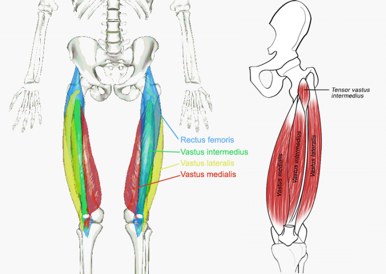 The Quadriceps Group Susan Martin