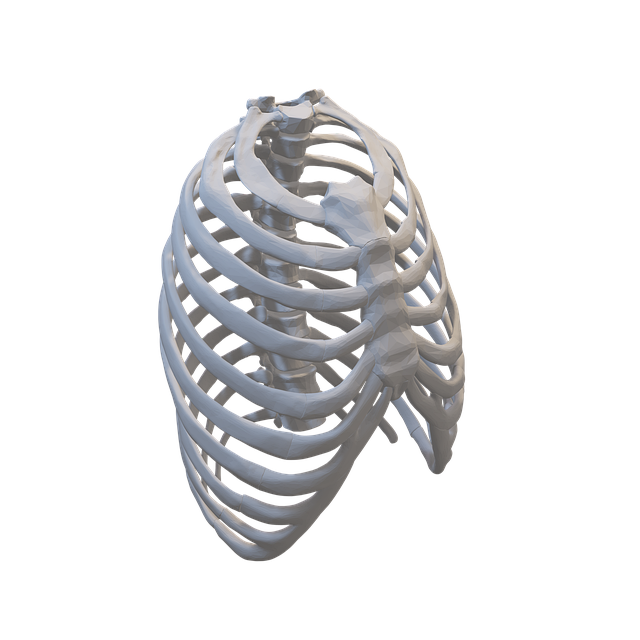 ribs